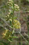 Pineland milkweed